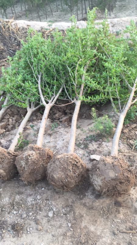 南北方栽植2公分石榴苗 突尼斯石榴树苗树形整理