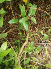 南北方栽植甜果石榴苗2公分石榴树苗1年
