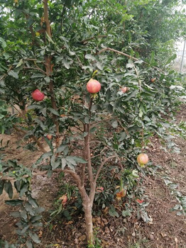 南北方栽植盆景石榴树中农石榴树苗促进花芽分化