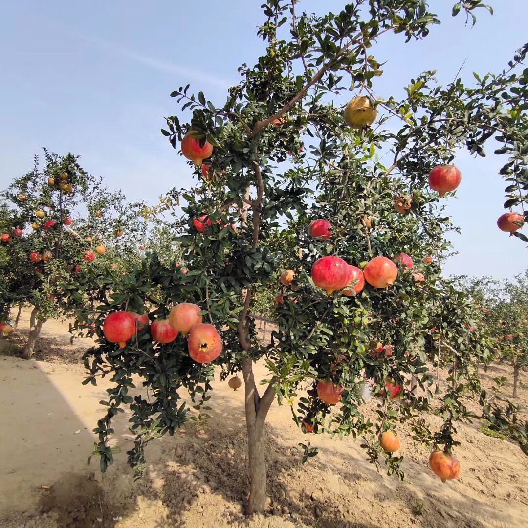 南北方栽植四年石榴苗 2公分石榴树苗包技术