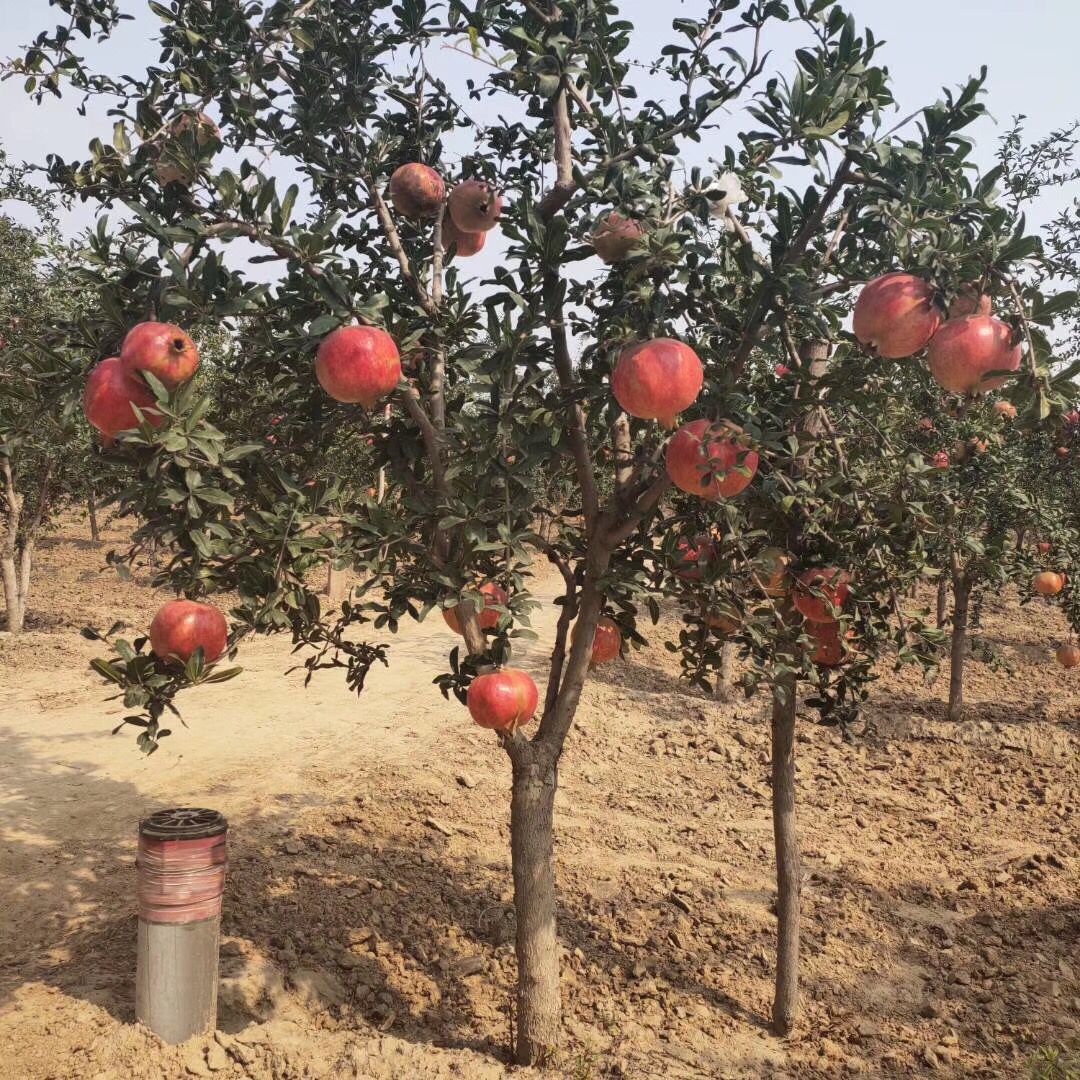 南北方栽植无籽水晶石榴苗 石榴小苗包成活