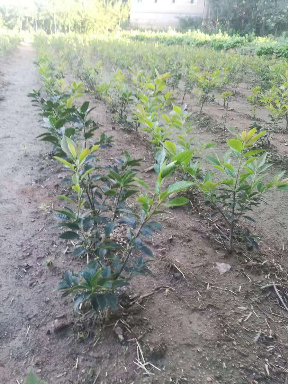 南北方盆栽四年北美冬青價格