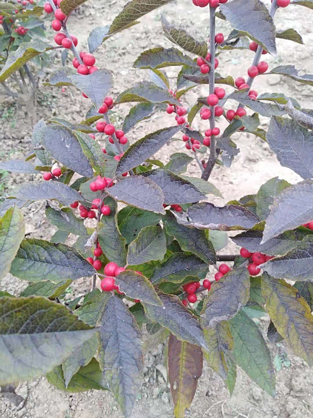 南北方盆栽四年北美冬青價格