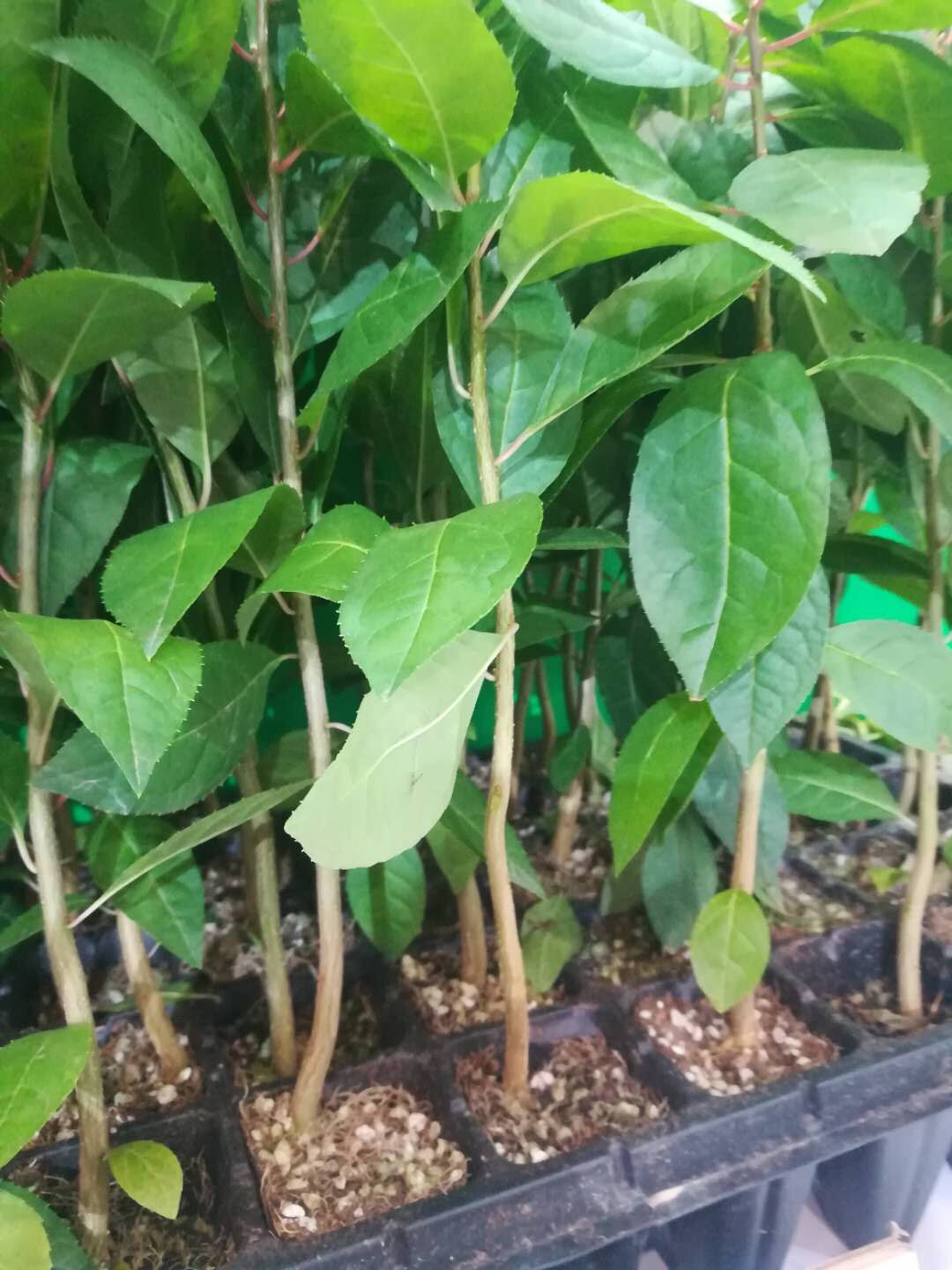 南北方盆栽四年北美冬青價格