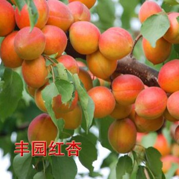 大白杏樹苗詳細(xì)修剪技術(shù)油杏樹苗