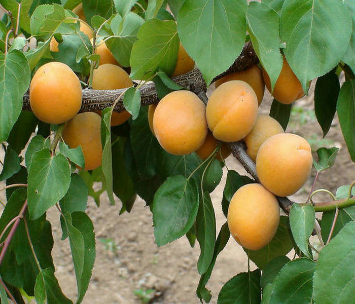 荷蜜杏树苗缺锰缓救措施 2公分杏树苗