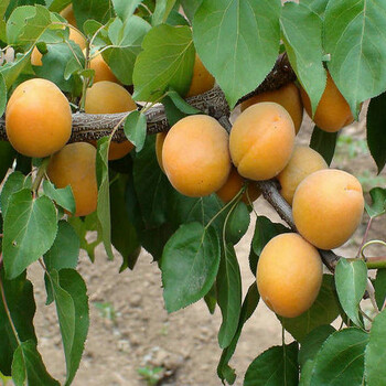 荷兰香蜜杏树苗缺锰缓救措施2公分杏树苗