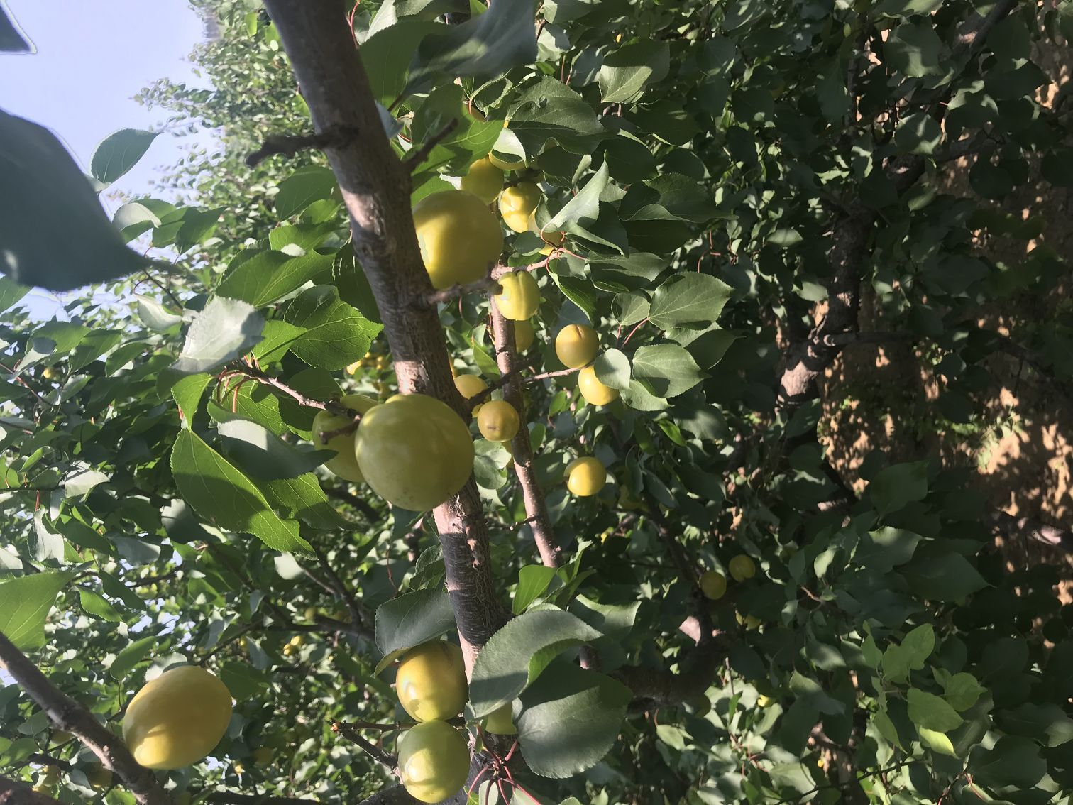 2公分杏树苗种植 辽宁荷蜜杏苗
