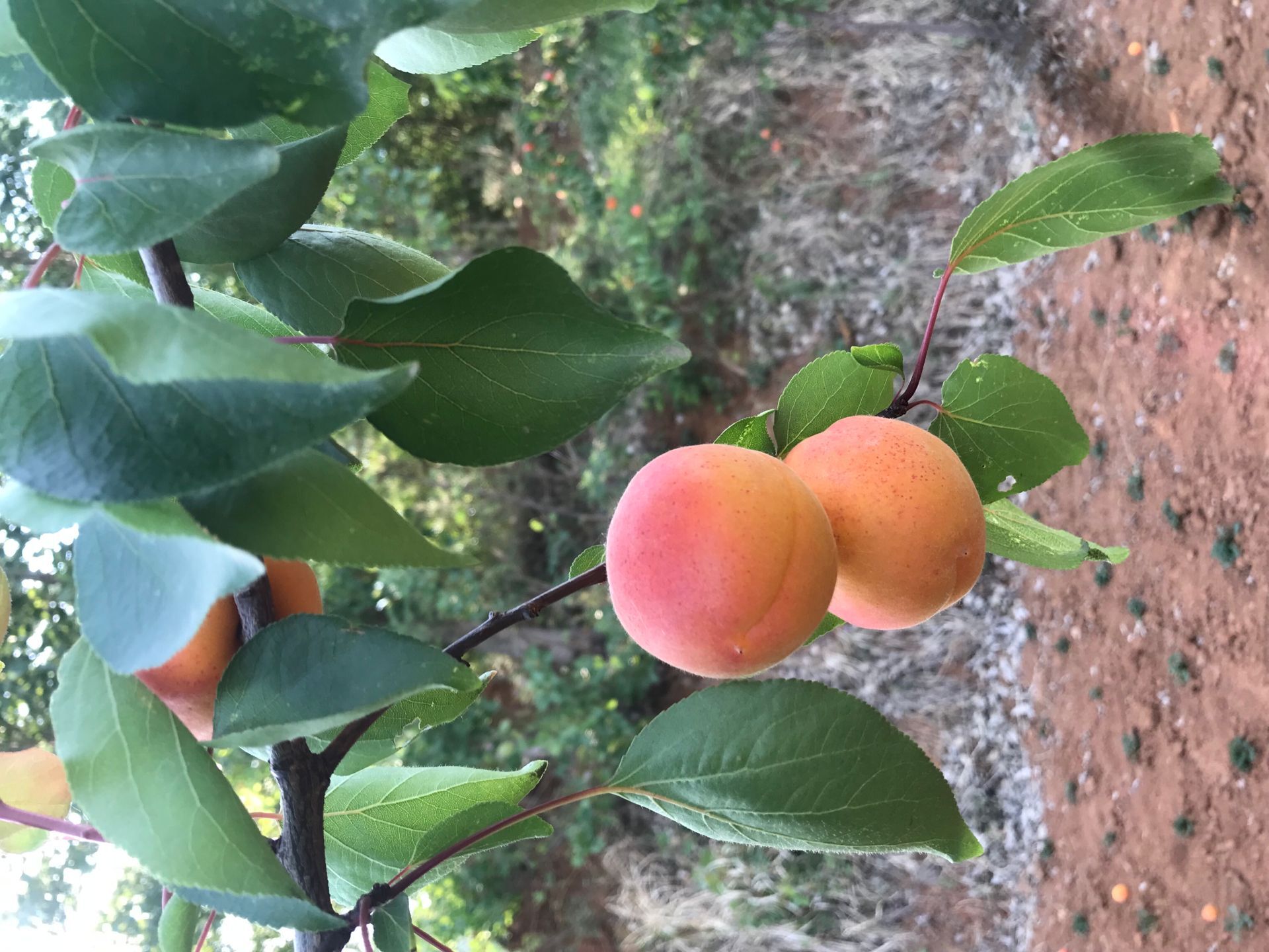 新世纪杏树苗种植技术 金太阳杏树苗