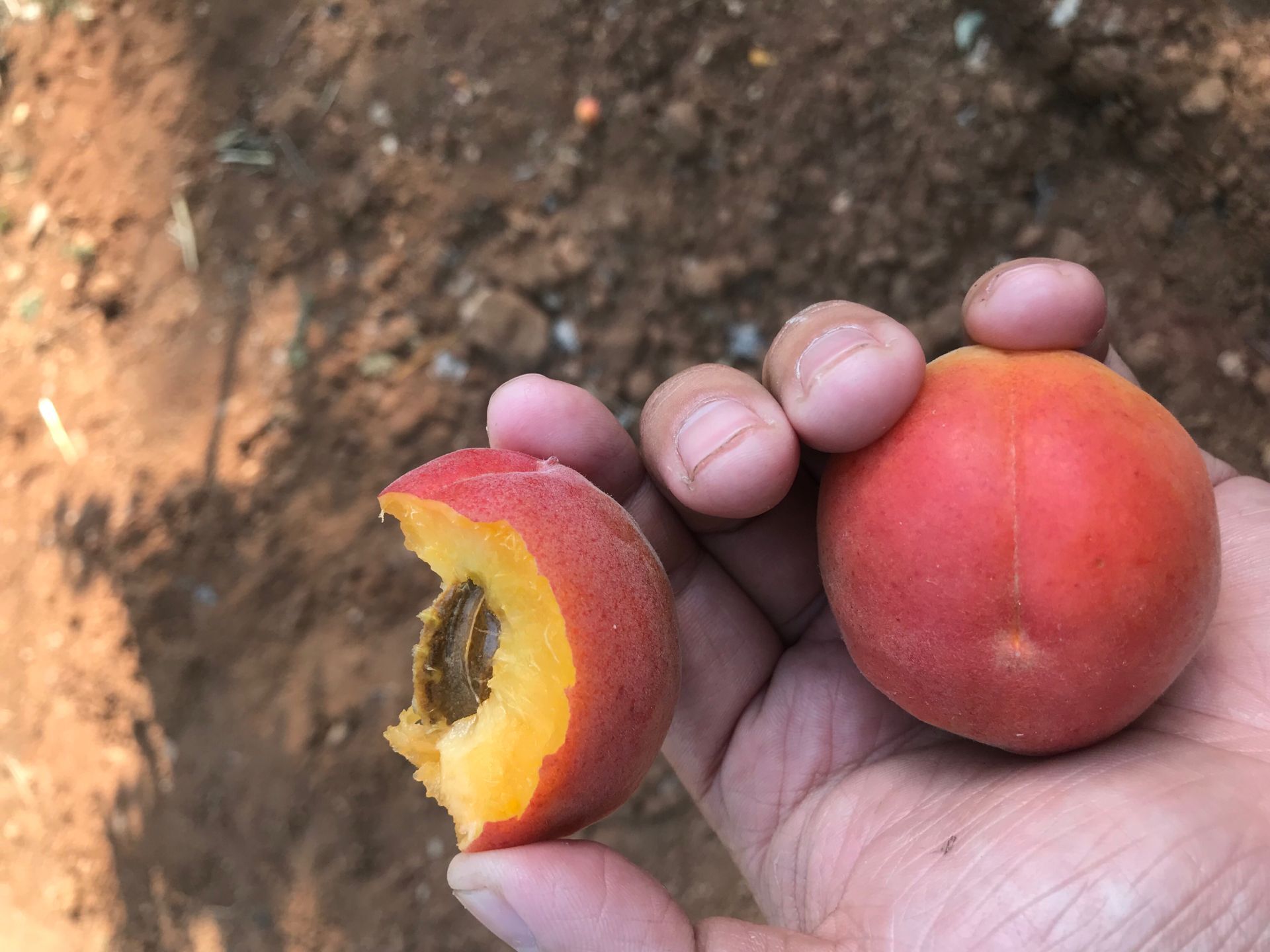 2公分杏树苗种植 辽宁荷蜜杏苗