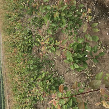 2公分杏樹苗栽植時(shí)間湖南荷蘭香蜜杏苗