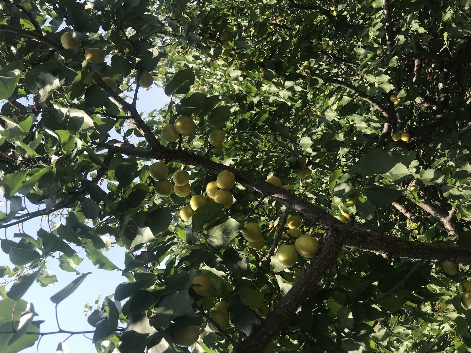 大白杏树苗控制生长速度 油杏树苗