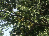 荷兰香蜜杏树苗供应2公分杏树苗图片0