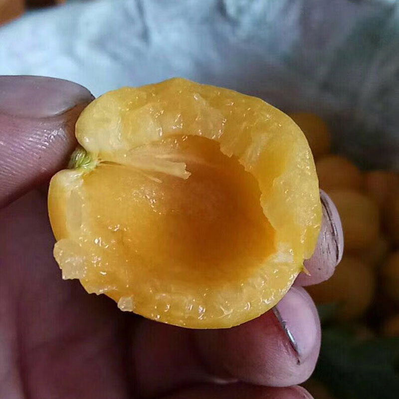 荷兰香蜜杏树苗可以种植 徐州5年杏苗