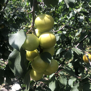 5年杏树苗品种石景山荷兰香蜜杏苗