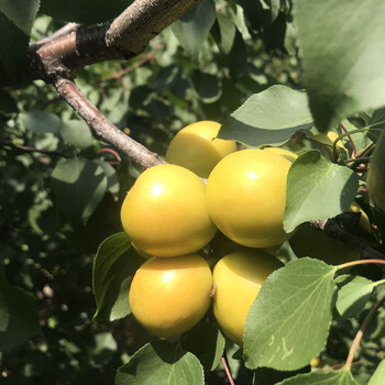 5公分杏树苗栽植时间阿勒泰吊干杏苗