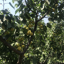 油杏苗黄泥土质种植恩施金太阳杏苗图片