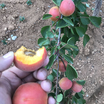 油杏苗種植技術(shù)湘潭3公分杏樹(shù)苗