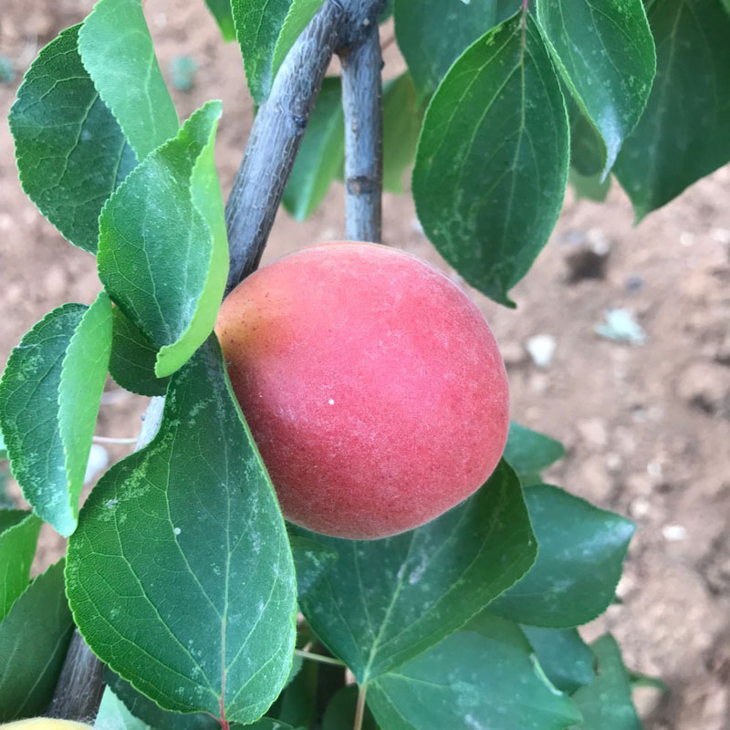 5年杏树苗品种 石景山荷兰香蜜杏苗
