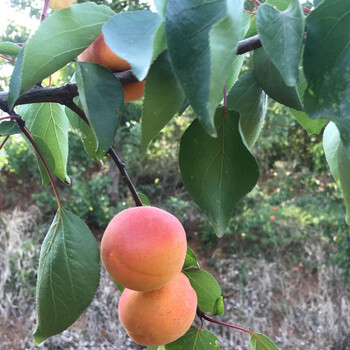 红皮杏苗促进花芽分化迁安珍珠油杏树苗