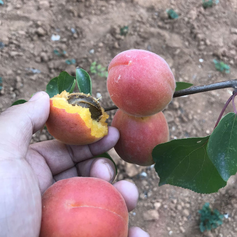 荷兰香蜜杏树苗可以种植 徐州5年杏苗