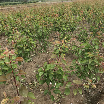 油杏苗丘陵种植惠州4年杏树苗