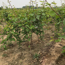 油杏苗黄泥土质种植恩施金太阳杏苗图片