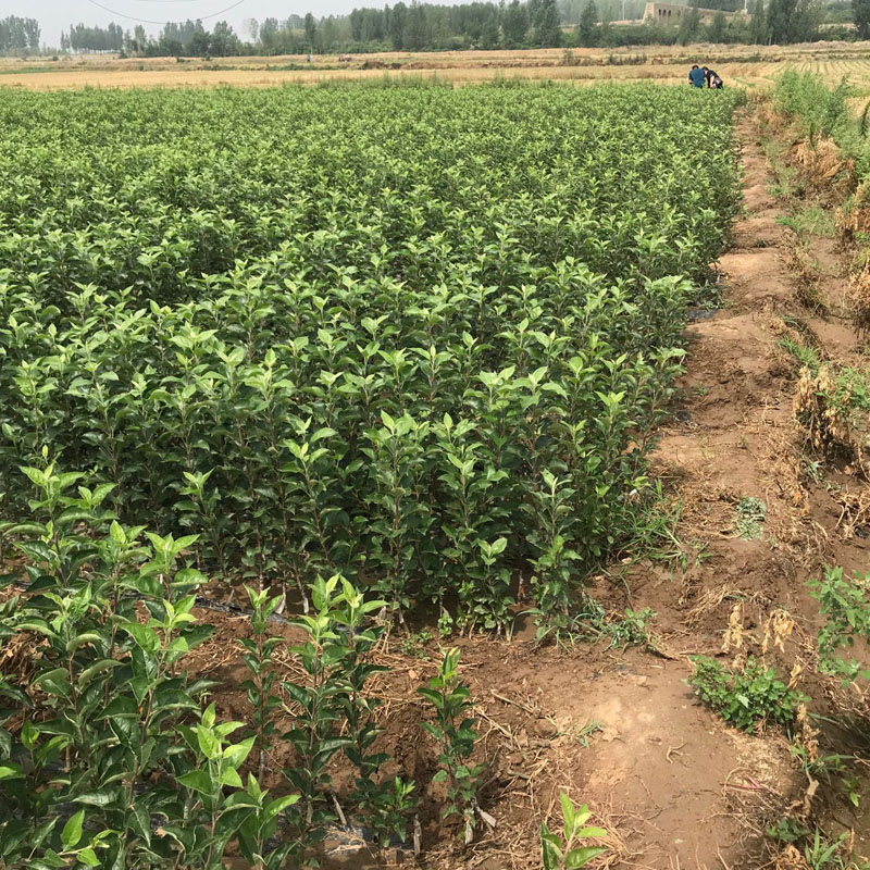 烟富八号苹果苗局部种植鸡心果苹果苗