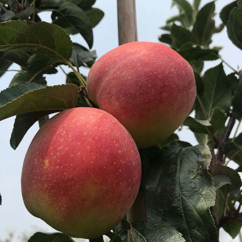 m26矮化苹果树苗栽植时间红肉苹果苗
