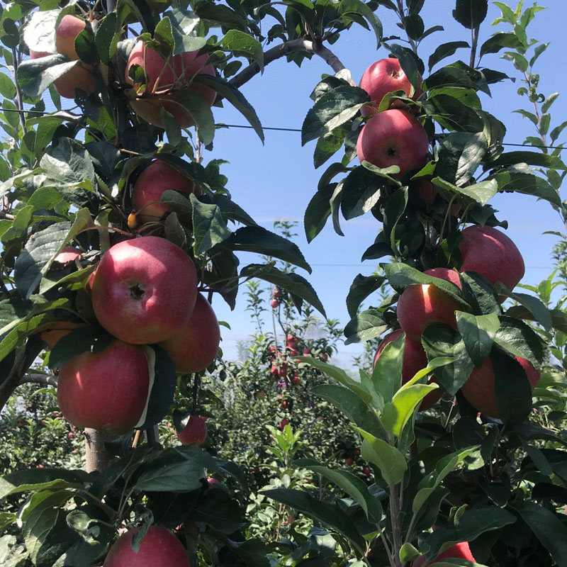 锦绣海棠苗农家肥和复合肥的使用m26矮化苹果树苗