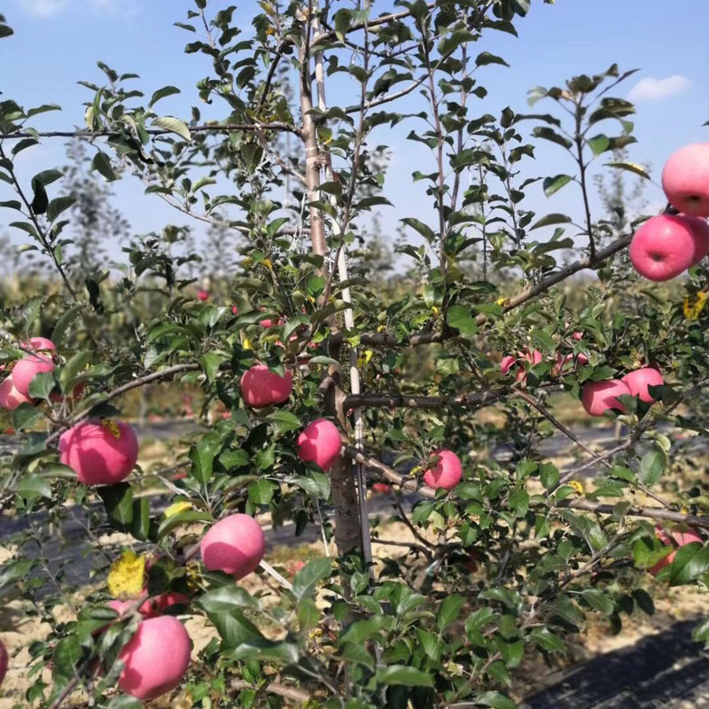 锦绣海棠苗农家肥和复合肥的使用m26矮化苹果树苗