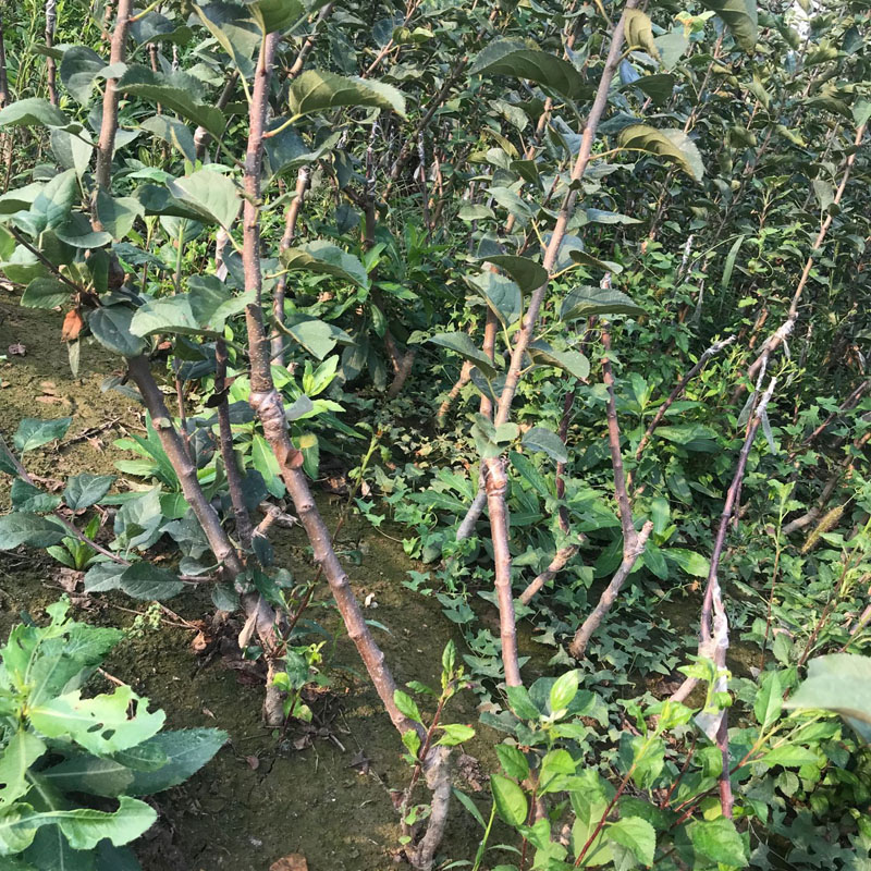 烟富八号苹果苗种植技术3公分苹果苗