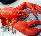 韩国未经加工虾蟹壳进口清关，青岛港代理公司