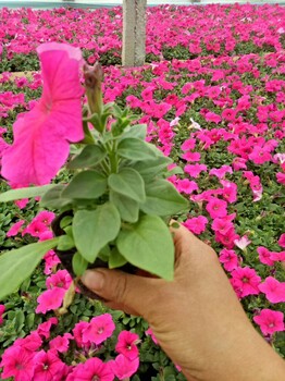 北京时令花卉百日草四季草花百日草草花百日草出售