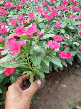 天津时令花卉鸡冠花四季草花鸡冠花草花小苗鸡冠花