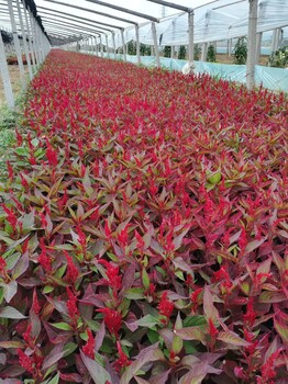 草花系列美女樱时令花卉万寿菊太阳花百日草草花鸡冠花长春花