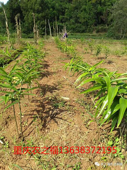 黄精适合什么土质种植以及种植技术