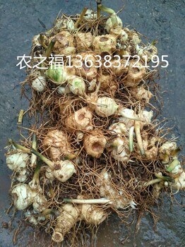 黃精的食用方法與功效重慶農(nóng)之褔農(nóng)業(yè)公司