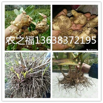 白芨的應(yīng)用以及市場需求重慶農(nóng)之褔農(nóng)業(yè)公司