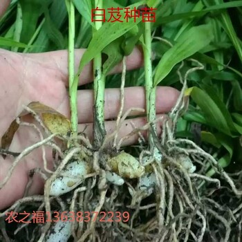 白芨的市場價格市場前景