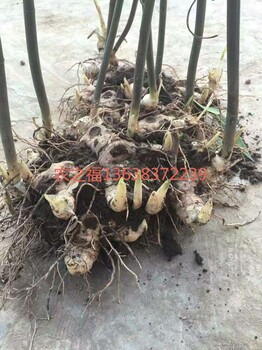 黃精種植技術(shù)產(chǎn)量收購(gòu)利潤(rùn)