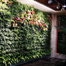 花卉景观植物墙