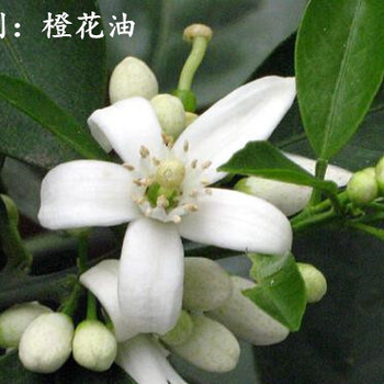 橙花精油玳玳花精油苦橙花油護(hù)膚按摩原料工廠現(xiàn)貨