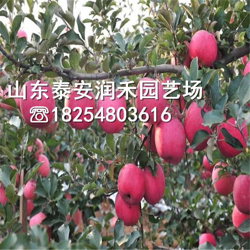 花牛苹果栽培技术,花牛苹果栽培技术视频