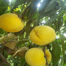油蟠7-7蟠桃苗批发商价格,油蟠7-7蟠桃苗种苗报价图片