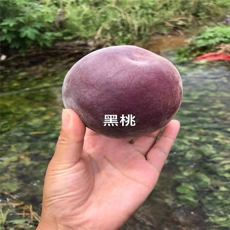 黃金蜜5號黃桃苗吉林價格