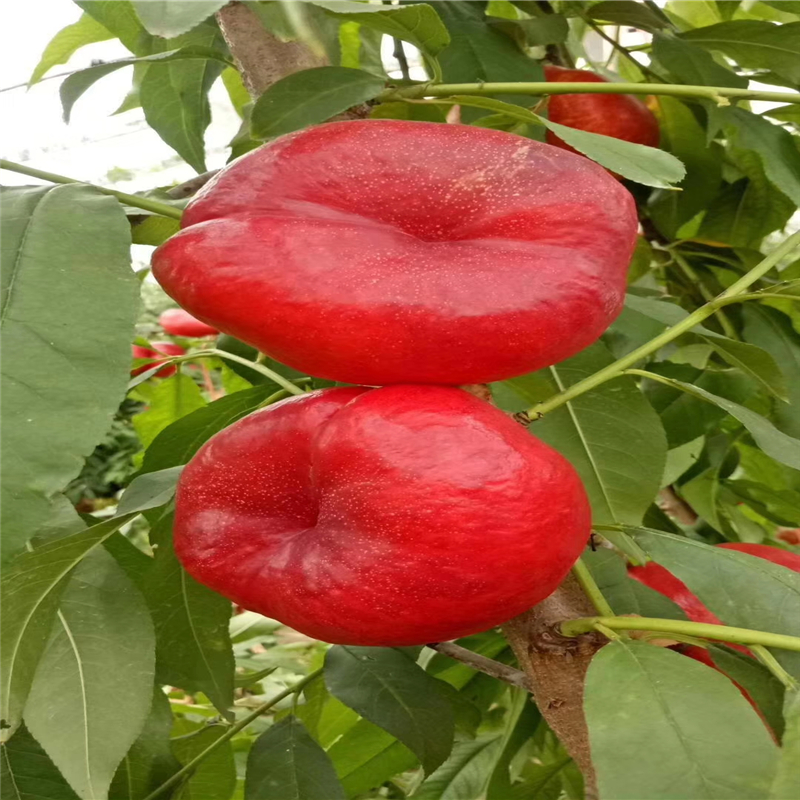 黃金蜜5號黃桃苗吉林價格