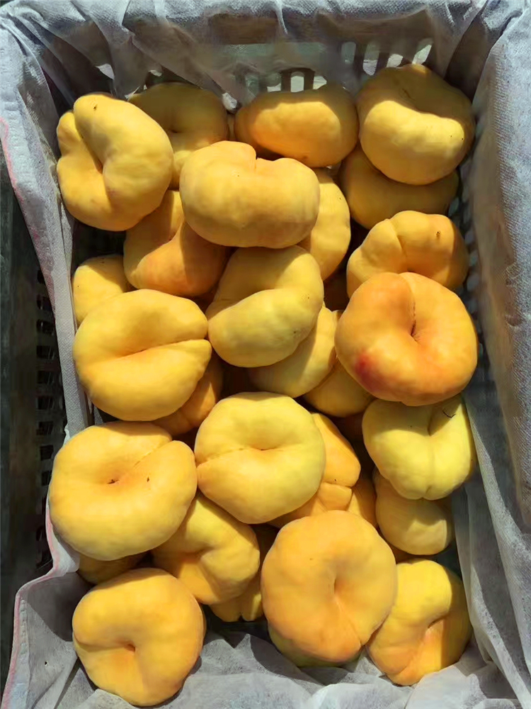 中蟠103号 7月上旬成熟的黄肉蟠桃,果实发育期约96天,果形扁平,果顶