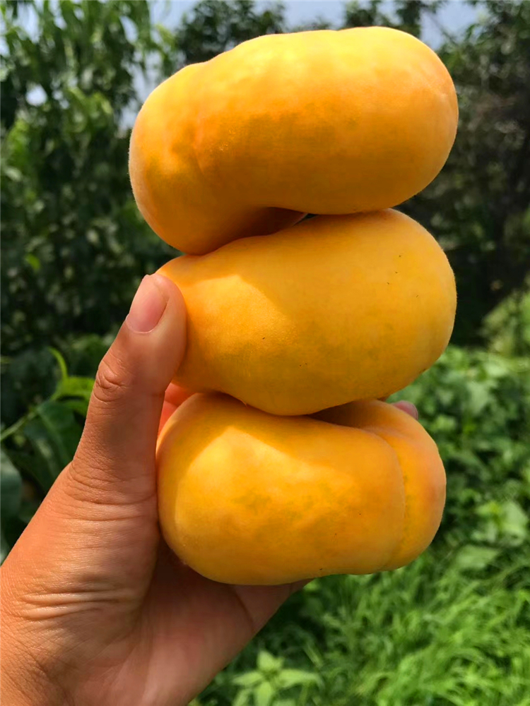 rp-19蟠桃:8月中旬成熟,白肉毛蟠桃,果重250～350克,浓甜,蜜香,自花