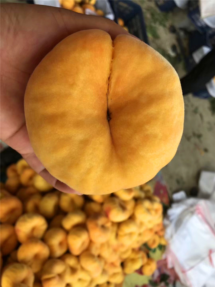 rp-16蟠桃:8月上旬成熟,白肉毛蟠桃,果重250～350克,浓甜,蜜香,自花